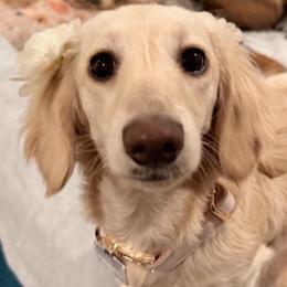 Dachshunds from GMZ Doxies SD