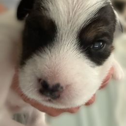 Brown Eyed Girl - Tri-color female Jack Russell Terrier puppy in Englewood, Florida from Manasota Key Jack Russells