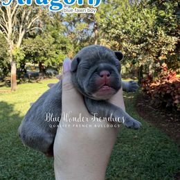 Aragorn - Blue fawn male French Bulldog puppy in Loxahatchee, Florida from Blue Wonder Frenchies
