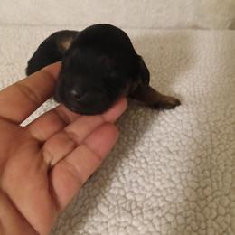Boy 2 - Black and tan male Cavapoo puppy in East Providence, Rhode Island from Marta's Cavaliers
