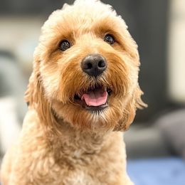 Mayple - Goldendoodle