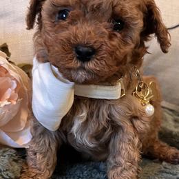 Lady Sierra Claire   7-9lb - female Cavapoochon puppy in Fairmont, West Virginia from Family Raised Heirloom Companions