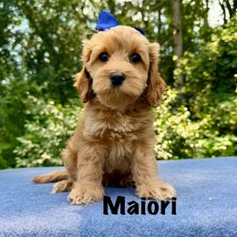 Maiori - Apricot female Australian Labradoodle puppy in Lake Zurich, Illinois from Rellie  Labradoodles