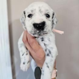 CD - White and black female Dalmatian puppy in Gray, Georgia from Fuller Spots
