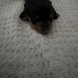 Dachshund Puppies from Mini Dachshund Duo Pups