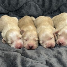Dachshund puppies from Mountain Farm Dachshunds