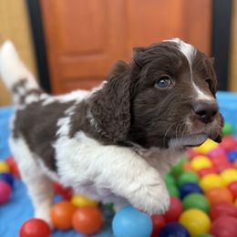 Willis - Brown and white male Saint Berdoodle puppy in Chicago, Illinois from Gentle Giant Saint Berdoodles