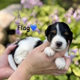 Flag - Black tri-color male Aussiedoodle puppy in Lancaster, Minnesota from Finney Ranch