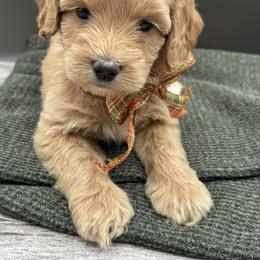 Australian Labradoodle Puppies from Liberty Hill Labradoodles