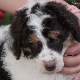 Poodle Puppies from Antigua Standard Poodles