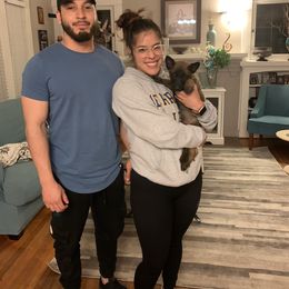 Belgian Malinois, Bull Terrier, and Dutch Shepherd Puppies from ROSC K9