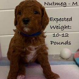 Nutmeg - Red male Cavapoo puppy in Cedar City, Nevada from Puppy Maker