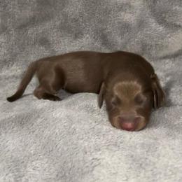 Chocolate and tan - Chocolate and tan female Dachshund puppy in Gainesville, Texas from Diamond B Doxies