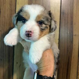 Blue Merle female 1 - Blue female Companion Cross puppy in Greenwood, South Carolina from JOY Farms