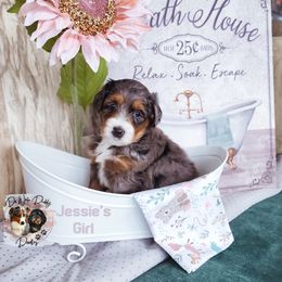 Assorted Doodle Crosses Puppies from Do Wah Diddy Doodles