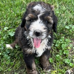 Republic - Sable male Bernedoodle puppy in Kansas City, Missouri from Beary GoldenDoodles