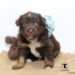 Sully RTM5 - Red tri male Miniature Australian Shepherd puppy in Nacogdoches, Texas from TK Standard, Mini, & Toy Aussies