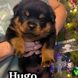 Hugo - Black and mahogany male Rottweiler puppy in Grass Valley, California from Rottweiler vom Hause Wolf