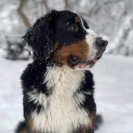 Bernese Mountain Dogs from Soggy Bottom Bernese