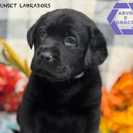 Light purple collar - Black female Labrador Retriever puppy in Beaverdam, Virginia from Riverside Sunset Labrador Retrievers