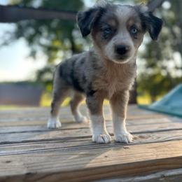 Wrangler - Blue merle male Miniature Australian Shepherd puppy in Doddridge, Arkansas from Huddleston Farm