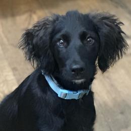 Boy 4 - Black male Goldendoodle puppy in Gig Harbor, Washington from Sandy’s Goldendoodles