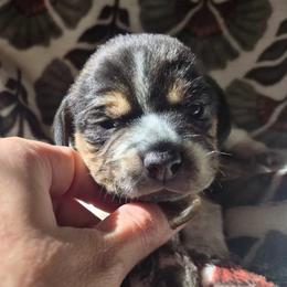 Patsy - Black tan and white female Beagle puppy in Salina, Kansas from Peace Love frenchies