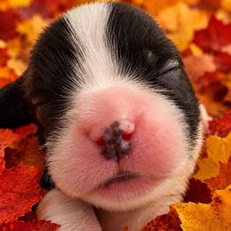 Boy 3 - Black and white male Cavalier King Charles Spaniel puppy in Melbourne, Florida from Majestic Cavaliers of Melbourne FL