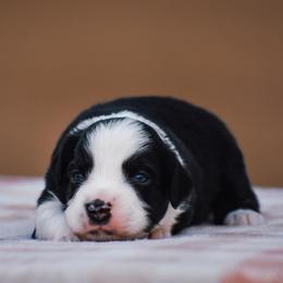 Helm - Black tri male Miniature American Shepherd puppy in Chocowinity, North Carolina from Foxtail Hollow
