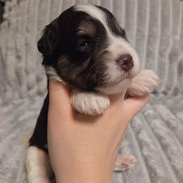 Bentley - Parti male Miniature Schnauzer puppy in Graham, Washington from Kristy's French Bulldogs & Mini Schnauzers
