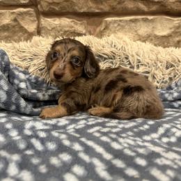 Boston - Dapple male Dachshund puppy in Stilwell, Oklahoma from B & K Dachshunds