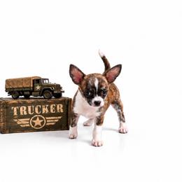 CKC Health Tested Trucker - Fawn brindled black male Chihuahua puppy in Scottdale, Pennsylvania from Itty Bitty Boston & Chi Co, Veteran Owned