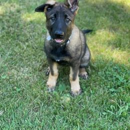 German Shepherd and Labrador Retriever Puppies from Freedom Acres Farm