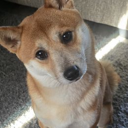 Shilo - Shiba Inu