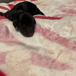 Sleet - Black and tan male Dachshund puppy in Denison, Texas from Digging Dachshunds
