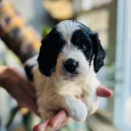 Samson - Black and white male Cavapoo puppy in Natural Bridge, Virginia from Rockbridge Puppies