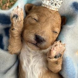 Girl 2 - Red female Cavapoo puppy in Cottondale, Florida from Pat’s precious puppies