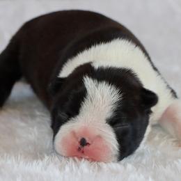 Elliot - Black and white male Boston Terrier puppy in Winnsboro, Texas from JP Ranch Bulldogs