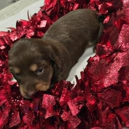 Chip - Chocolate and cream male Dachshund puppy in Price, Utah from Stone Kennels