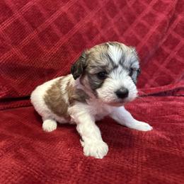 Cash - Tri-color male Coton de Tulear puppy in Avery Creek, North Carolina from AVLCOTONLOVE