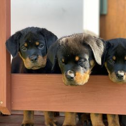 Rottweiler Puppies from Von Raven Haus Rottweilers