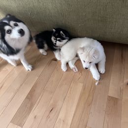 Pomsky Puppies from Granite State Pomskies