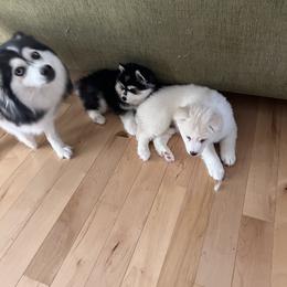Pomsky Puppies from Granite State Pomskies
