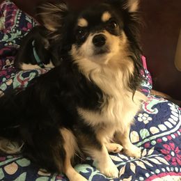Gizzy - Chihuahua