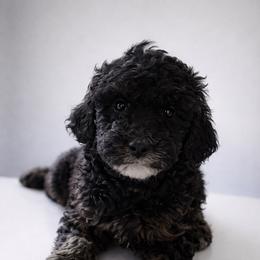 Girl 3 - Phantom female Poodle puppy in Eckert, Colorado from High Desert Poodles