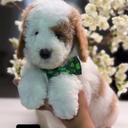Fizzy - Parti male Goldendoodle puppy in Yuciapa, California from AlltheDoodlez_