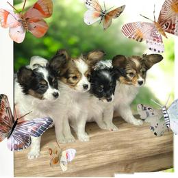 Papillon Puppies from DejaVu Papillons