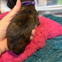 Shihpoo female - female Shihpoo puppy in Ethel, Mississippi from The Dog House