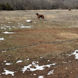 Magnum - Rhodesian Ridgeback