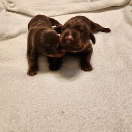 Doberman Pinscher and Pomeranian Puppies from Legendary Kennels